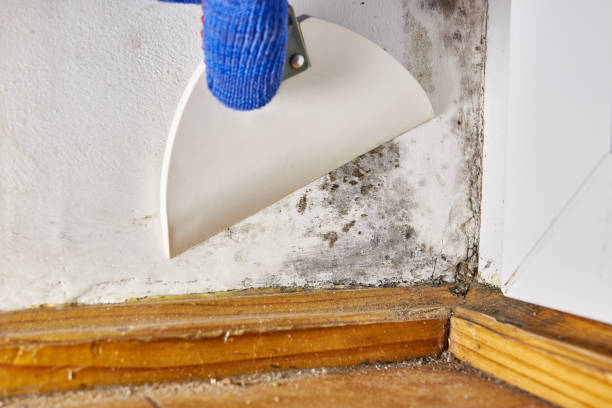 Reliable University Gardens, NY Mold Removal Solutions